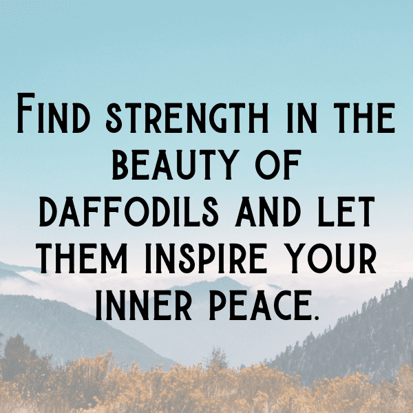 Daffodil Captions Photo For Instagram-WBPn5P