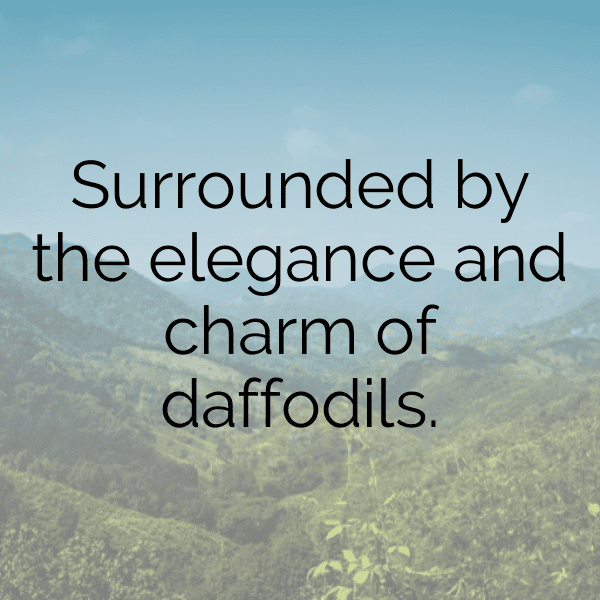 Daffodil Captions Photo For Instagram-yiR8Tk