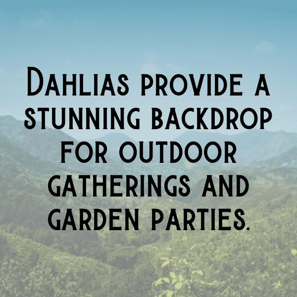 Dahlia Captions Image For Instagram-cNSGks