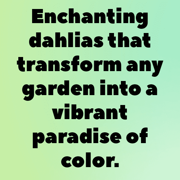 Dahlia Captions Photo For Instagram-HrcVJY