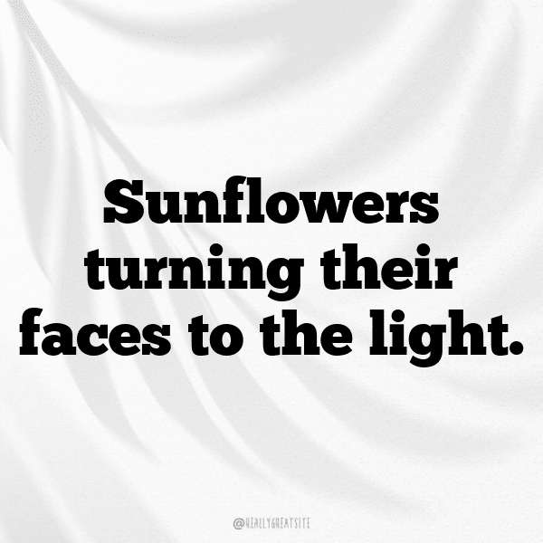 Dahlia Captions Photo For Instagram-J8HWJ0