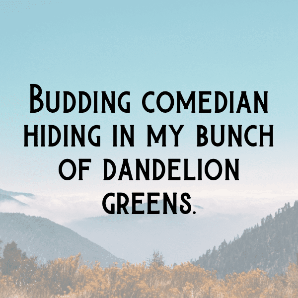 Dandelion Greens Captions Photo For Instagram-vkavsX