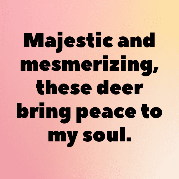 Deer Captions Photo For Instagram-nz5b7T