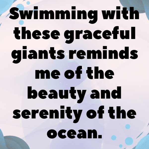 Dolphin Captions Image For Instagram-oVrKdV