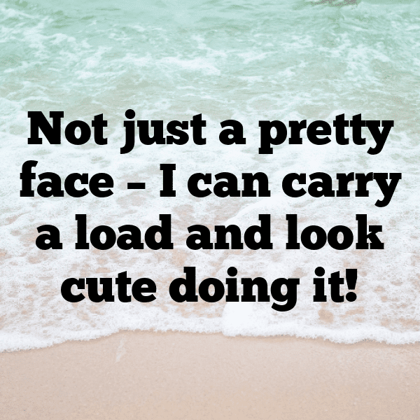 Donkey Captions Image For Instagram-DP2rJ3