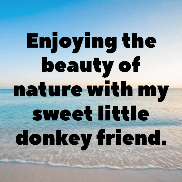 Donkey Captions Image For Instagram-XZSEVy