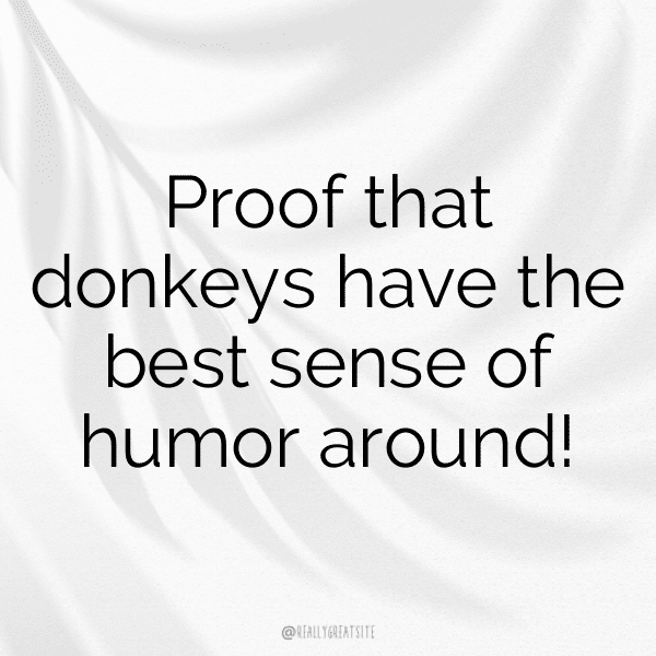Donkey Captions Photo For Instagram-r26AC8
