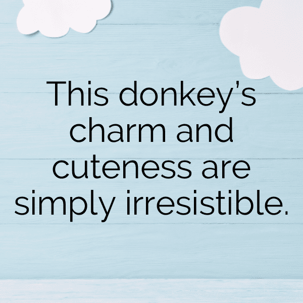 Donkey Captions Photo For Instagram-YXI6m8