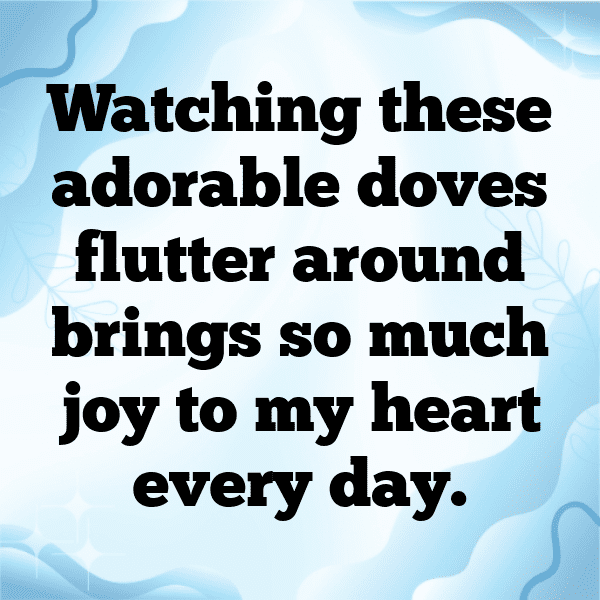 Dove Captions Image For Instagram-igoGag