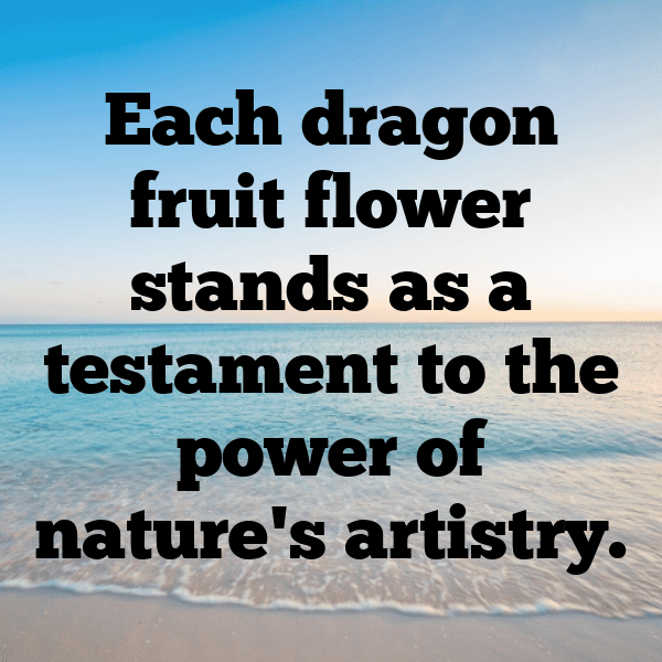 Dragon Fruit Captions Photo For Instagram-Vx4ule