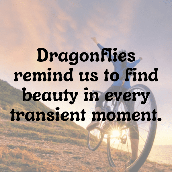 Dragonfly Captions Photo For Instagram-KzI5b6
