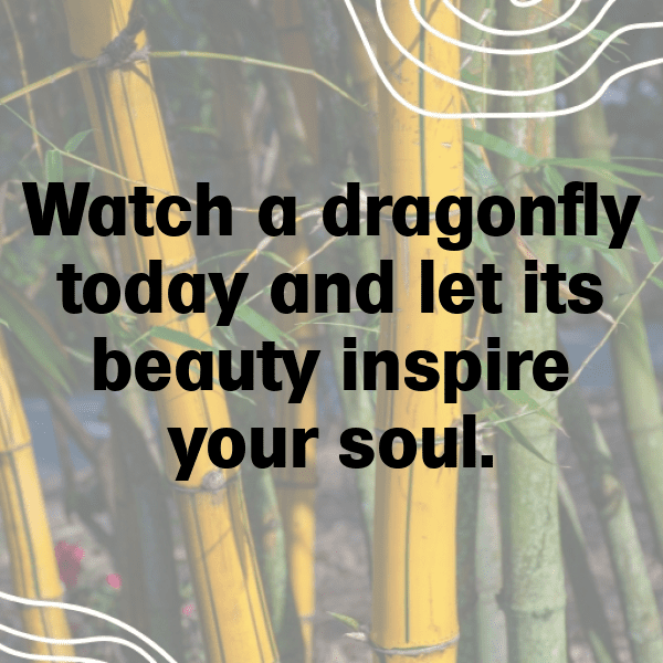 Dragonfly Captions Photo For Instagram-p8JXua