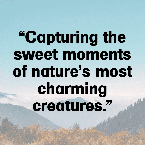 Eagle Captions Image For Instagram-sD3XbZ