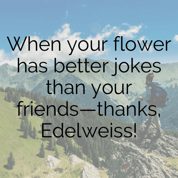Edelweiss Captions Photo For Instagram-J8E3JC