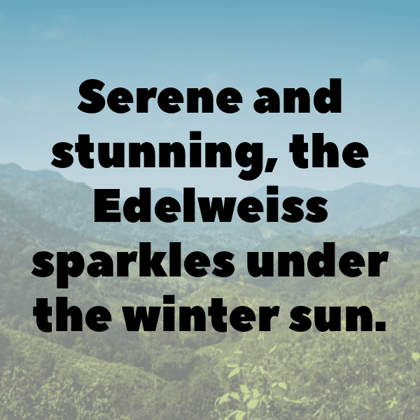 Edelweiss Captions Photo For Instagram-RKaESk