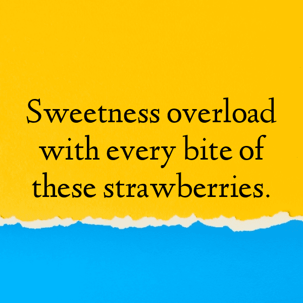 Elderberry Captions Image For Instagram-uGwiRb