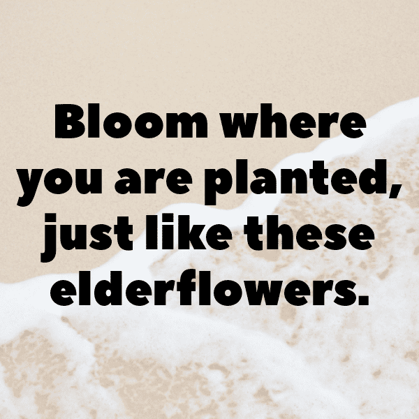 Elderflower Captions Image For Instagram-6TUOl2