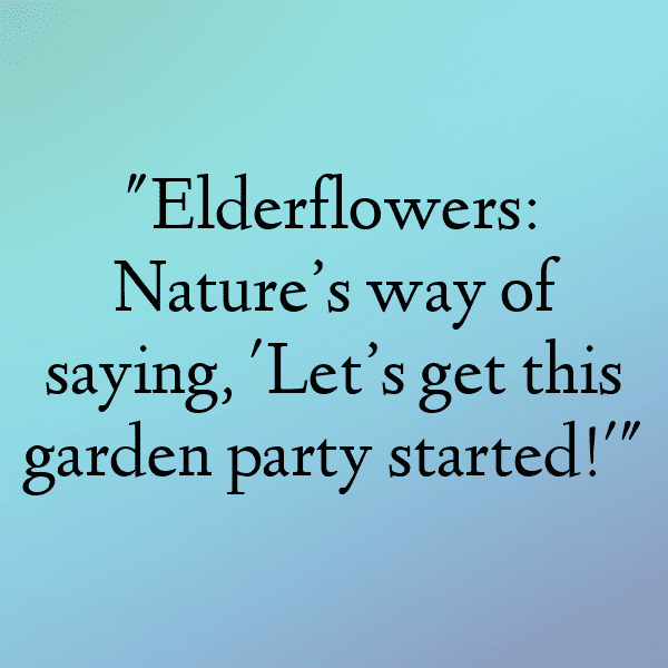 Elderflower Captions Image For Instagram-vKiRwQ