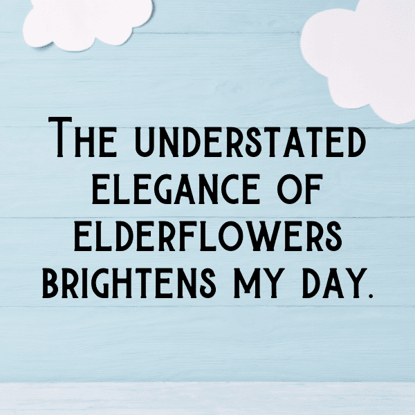 Elderflower Captions Image For Instagram-vLKkNi