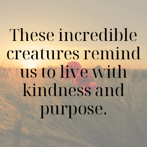 Elephant Captions Image For Instagram-IXdTzb