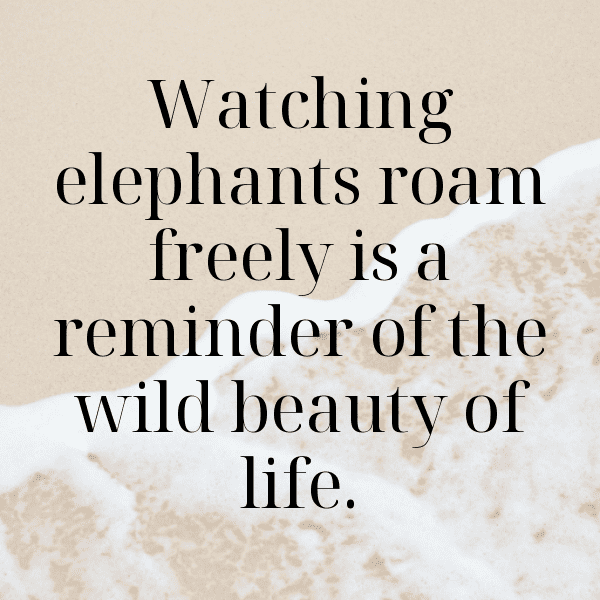 Elephant Captions Image For Instagram-WUUzXN