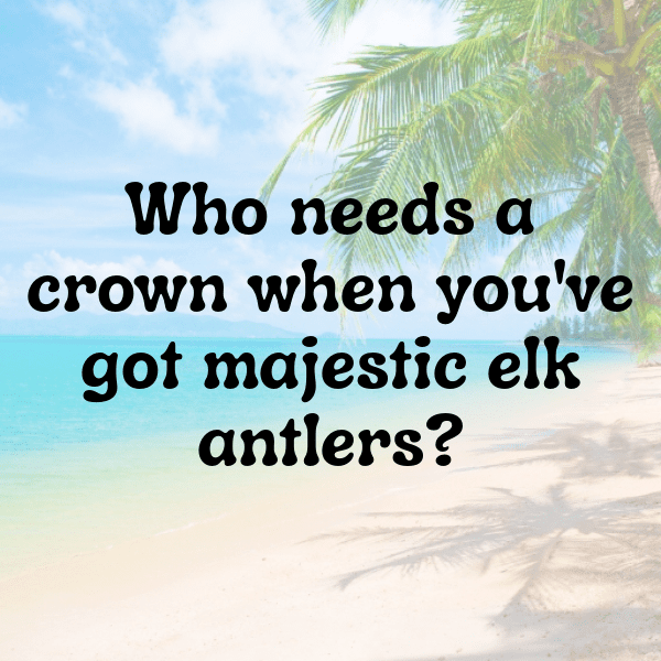 Elk Captions Image For Instagram-oJ5eBb