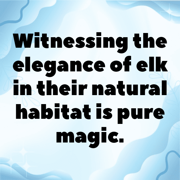 Elk Captions Photo For Instagram-0wl7Ft