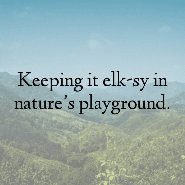 Elk Captions Photo For Instagram-w3QM09