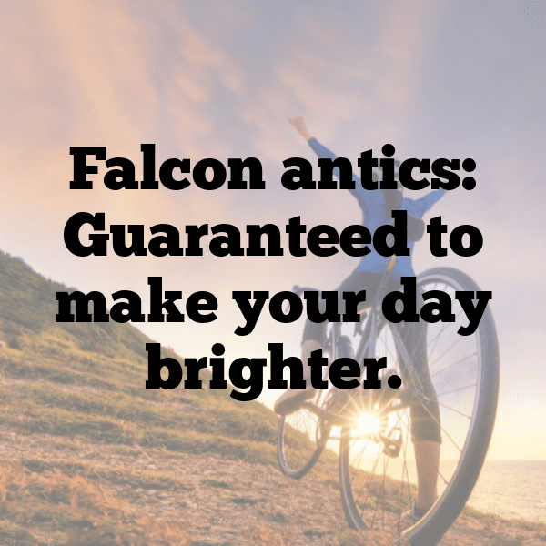 Falcon Captions Photo For Instagram-KX32ea