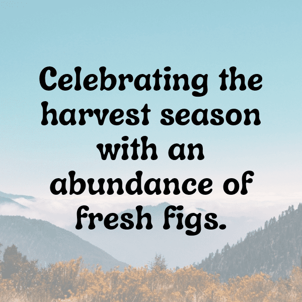 Fig Captions Photo For Instagram-X817pc