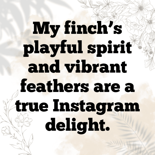 Finch Captions Image For Instagram-P5TJWy
