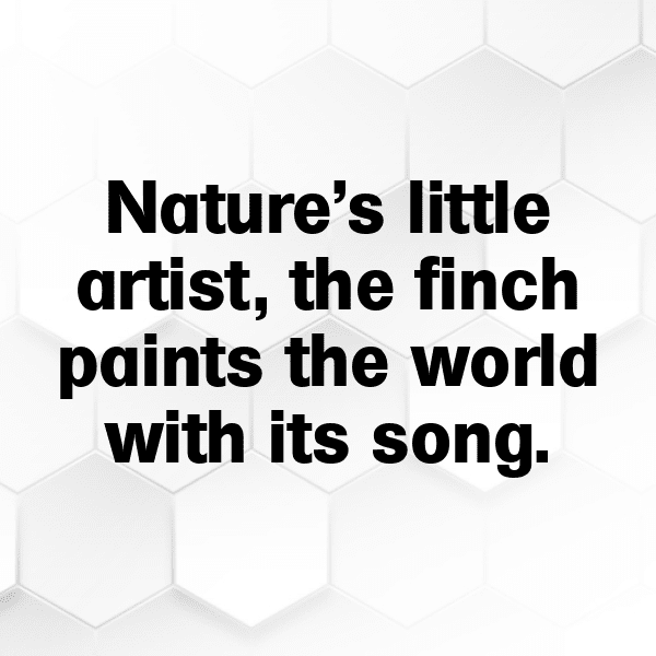 Finch Captions Photo For Instagram-ovBhGi