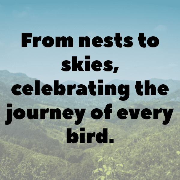 Finch Captions Photo For Instagram-roo3pg