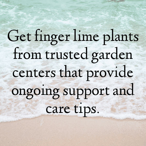 Finger Lime Captions Image For Instagram-NvToPP