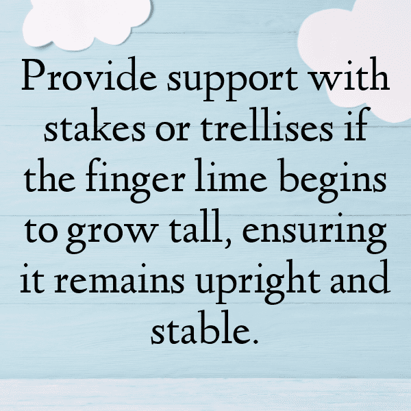 Finger Lime Captions Photo For Instagram-n6qTWH