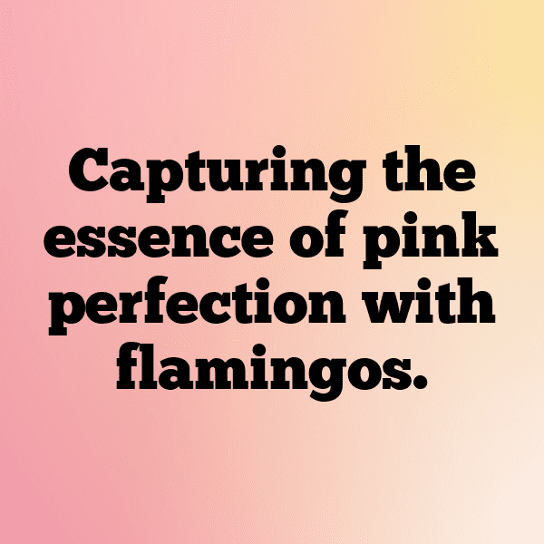 Flamingo Captions Photo For Instagram-fT8dht
