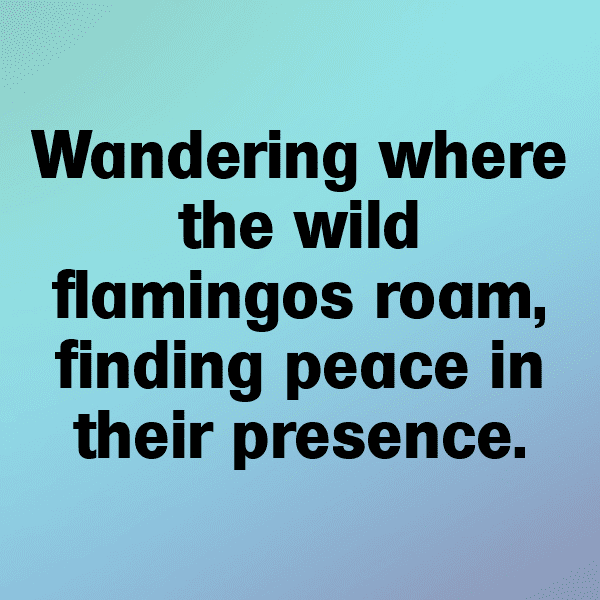 Flamingo Captions Photo For Instagram-RFoDUJ
