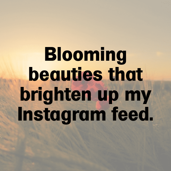 Flower Field Captions Image for Instagram-nrSRIt