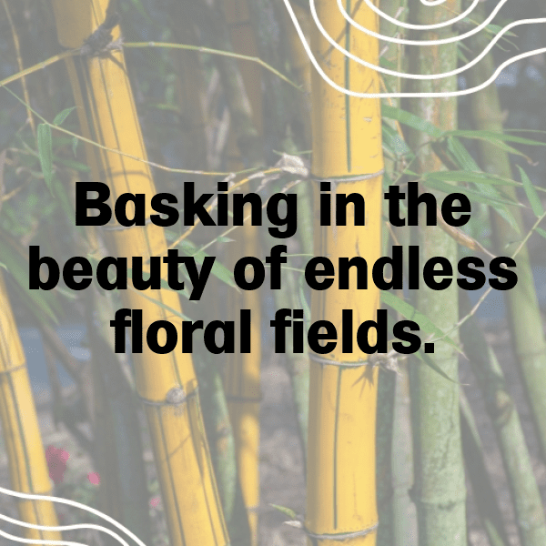 Flower Field Captions Photo for Instagram-cGK0c8