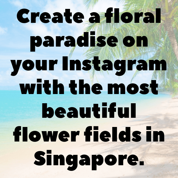 Flower Field Captions Photo for Instagram-LdwmfX
