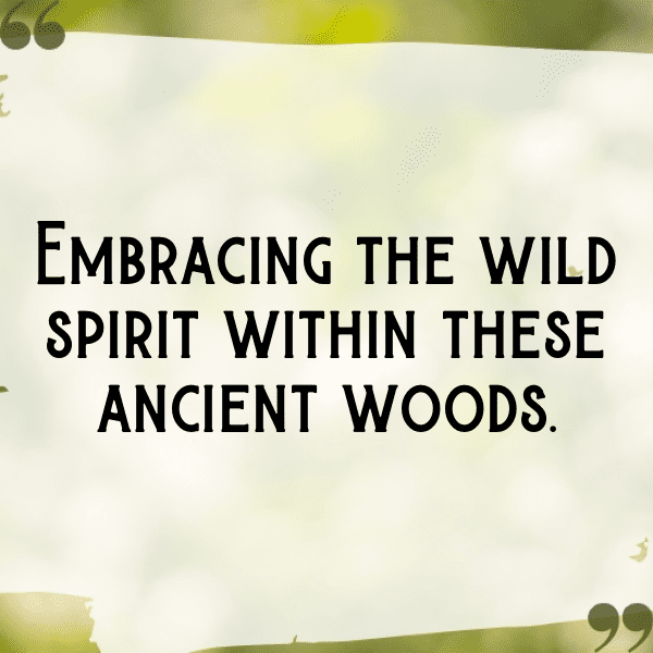 Forest Adventure Captions Image for Instagram-8uorgA