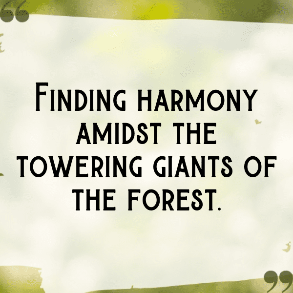 Forest Adventure Captions Image for Instagram-S82RHU