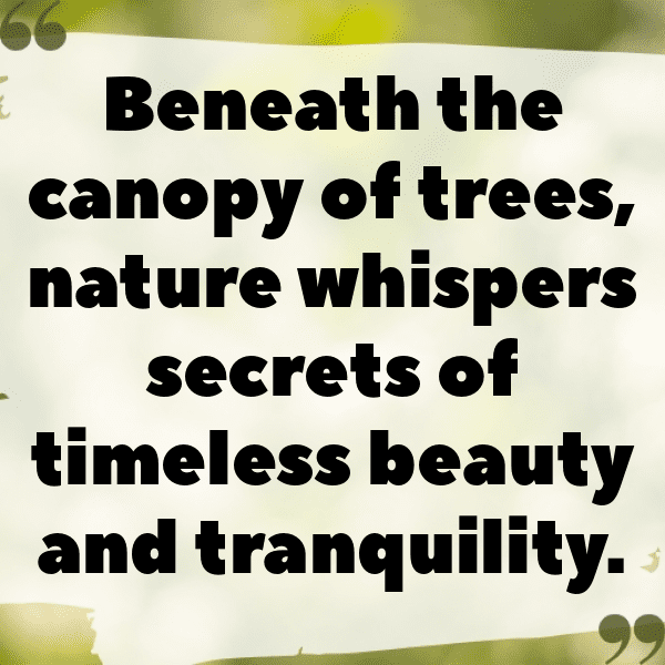 Forest Adventure Captions Image for Instagram-ZzUjq3