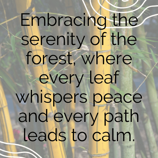 Forest Bathing Captions Photo for Instagram-kfq4P5