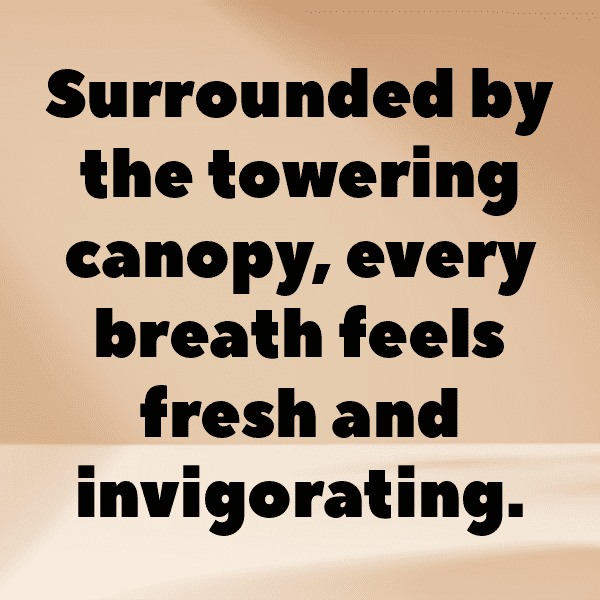 Forest Canopy Captions Photo for Instagram-rRk3Le