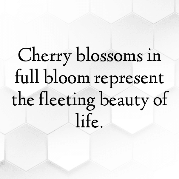 Forest Path Captions Image for Instagram-ro3bMI