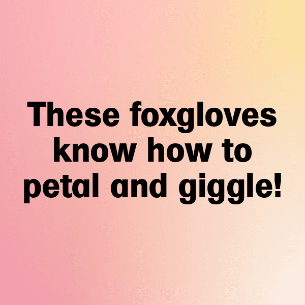 Foxglove Captions Image For Instagram-VjlZKy