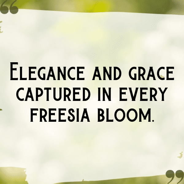 Freesia Captions Photo For Instagram-KWv2nF