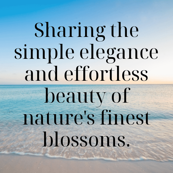 Gaillardia Captions Image For Instagram-1aNyOH