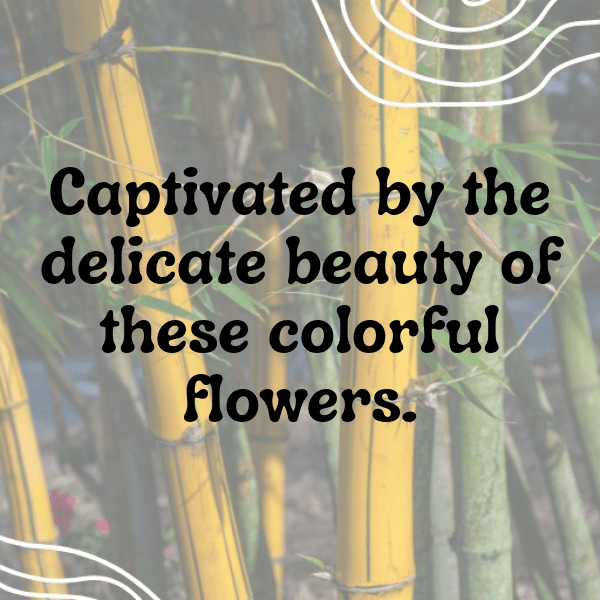 Gaillardia Captions Image For Instagram-Dj3lne